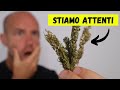Il tuo corpo ● Dopo aver usato CANNABIS per un mese