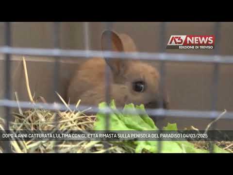 DOPO 4 ANNI CATTURATA L'ULTIMA CONIGLIETTA RIMASTA SULLA PENISOLA DEL PARADISO | 04/03/2025