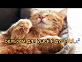 Самый громко мурлыкающий кот| Мурлыканье| Мурчание кота | Кототерапия| Музыка для сна