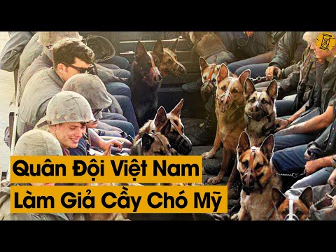 Quân Đội Mỹ Mang 5000 Con Chó Sang Việt Nam Lúc Về Còn 200 Con, Tại Sao?