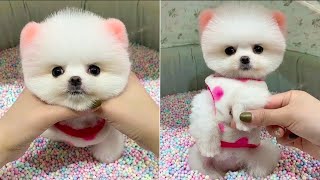 The FUNNIEST Pet Videos of 2024!🐶😅Cute and Funny Dogs 2024