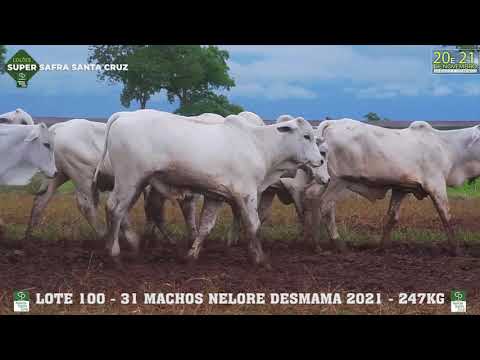 LOTE 100 MACHOS NELORE  DESMAMA