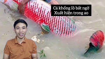 Kỳ lạ cá rồng bất ngờ xuất hiện trong ao #fishing #caucaloc #caconvat