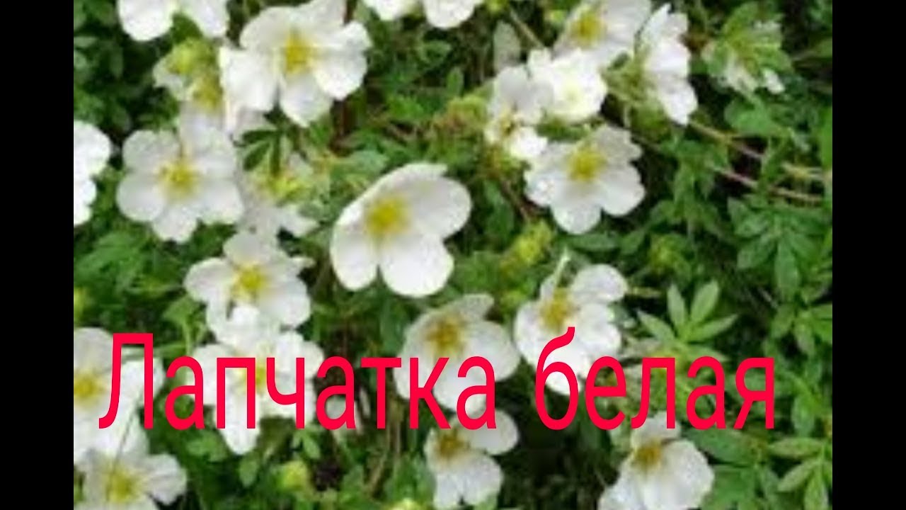 лапчатка белая - YouTube