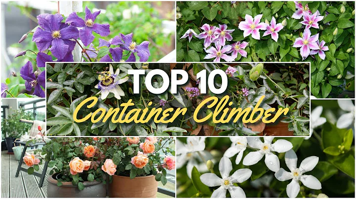 Top 10 Climbing Vines for Containers 🌿 Best Plants for Pots & Trellises 🌸 - DayDayNews