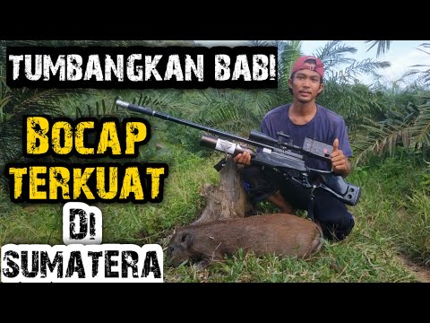 Video: Cara Memilih Senapang Memburu Babi Hutan