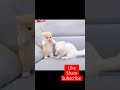 Cute kittens fighting on sofa  cute pets kingdom