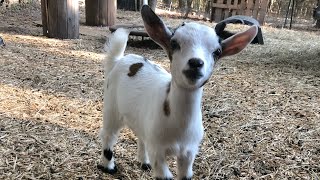 Bouncing Baby Goats in Sweaters - Nigerian Dwarf Goats