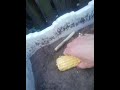 Growing corn at home from existing corn