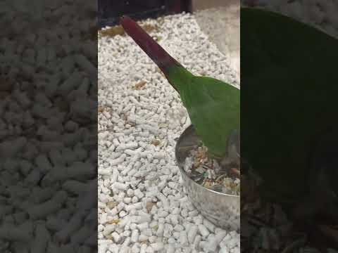 Green cheeked conure Green cheeked conure