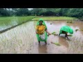 कोकणातील भात शेती | भाताची लावणी | प्रथमेशच्या आज्जीने बनवली अप्रतीम खीर | Rice Farming In Konkan