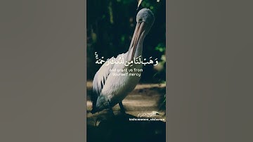 تلاوة خاشعة للقارئ الشيخ عبدالرحمن مسعد #حالات_واتس