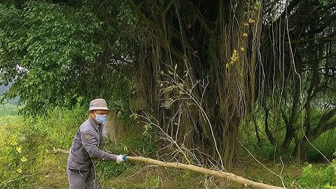 Hantu Berhantu di Pohon Beringin Besar - Menebang Pohon Berhantu