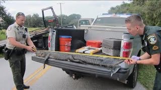 Bodycam shows deputies tracking down suspected alligator poachers in DeSoto County