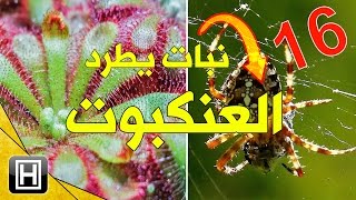 أفضل نبات يطرد العنكبوت والحشرات من المنزل