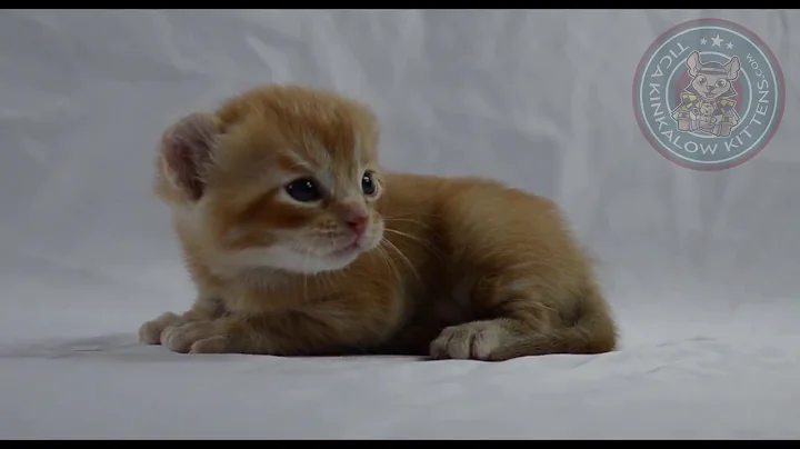 Video 7980011: american bengal, american curl kittens, bengal kitten boy, little bengal kitten, rare bengal, mink