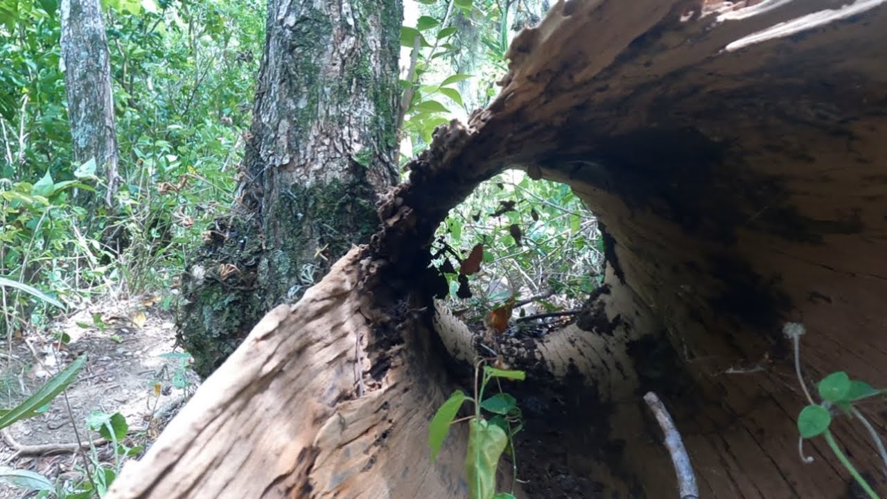 DESDE LA CASA DEL TÍO PICHO ASTA PANANAO ,conociendo nuestros campos RD🇩🇴