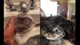UNUSUAL MEMES COMPILATION ABA #4
