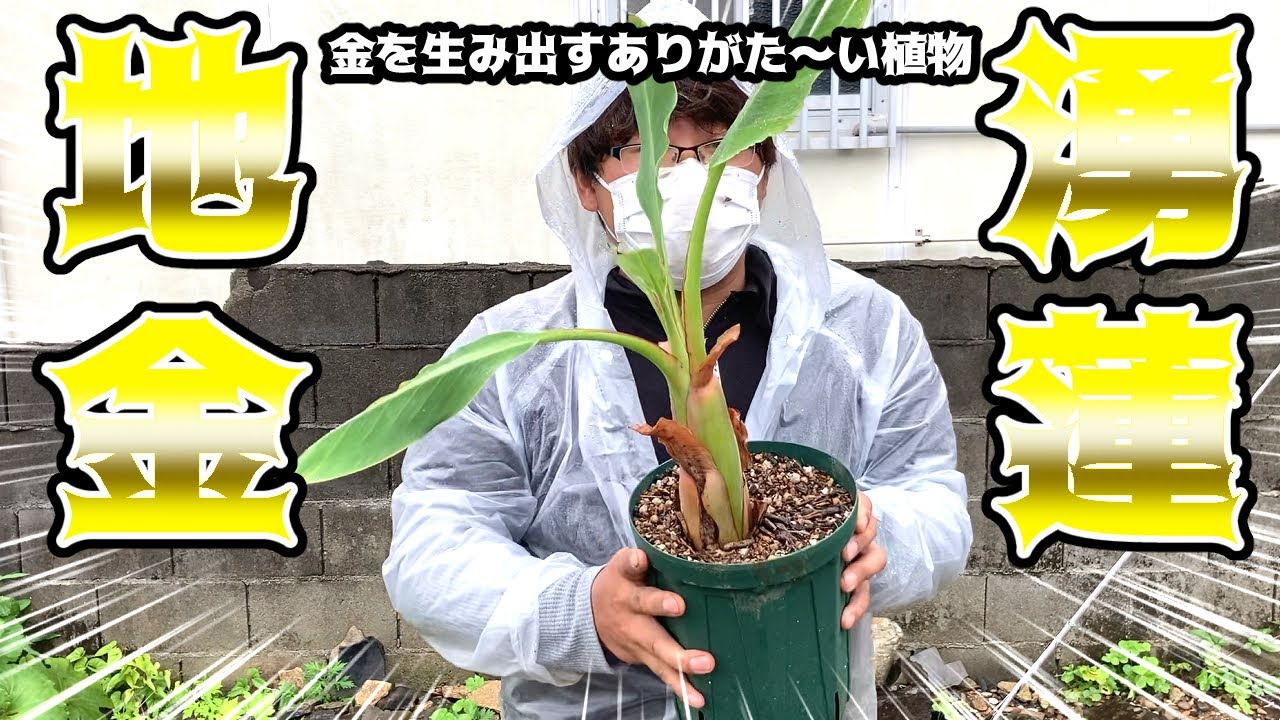 金のなる木を発見！その名も「地湧金蓮」【副業チャレンジ】#25 - YouTube