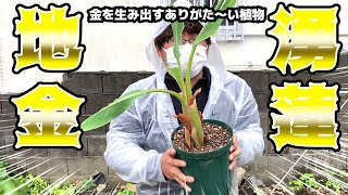 金のなる木を発見！その名も「地湧金蓮」【副業チャレンジ】#25 - YouTube