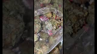 ASMR CandyLand Strain 🍬🌳