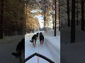 Cinematic Husky Sledding Adventure in Kiruna | -33°C Arctic Circle Ride