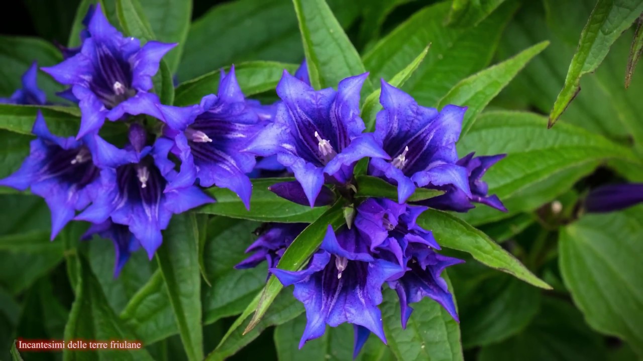 Incantesimi delle terre friulane: lo specchio delle valli nascoste.