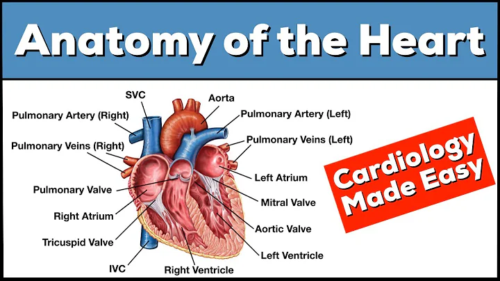 Anatomy of the Heart: Structures and Blood Flow [Cardiology Made Easy] - DayDayNews