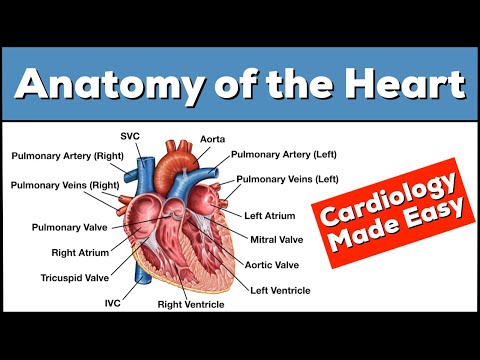 ვიდეო: იკუმშება გული, როგორც მთლიანი ორგანო?
