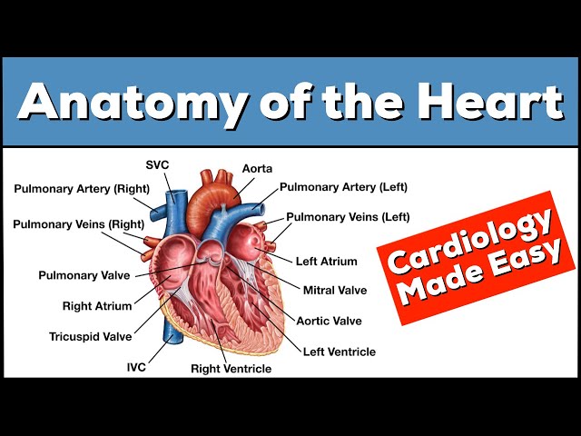 Anatomy of the Heart: Structures and Blood Flow [Cardiology Made Easy] class=