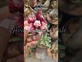 Adenium plants available for sale #unique #floweringplant #trendingshorts #salepost #rarecollections