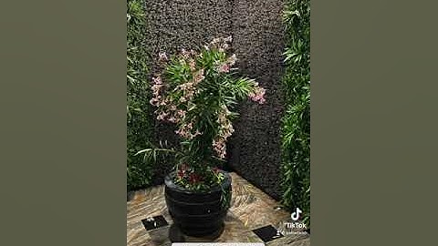 سورة الإنفطار خالد الطمرة #القرآن_الكريم #قرآن #تلاوات