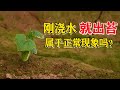 刚浇水 地面就出青苔 是好是坏 听听农业专家咋说 付老师种植技术团队官方频道 刚浇水 地面就出青苔 是好是坏 听听农业专家咋说 付老师种植技术团队官方频道