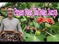 PANEN BUAH TIN/BUAH SURGA BAGUS UNTUK PROMIL