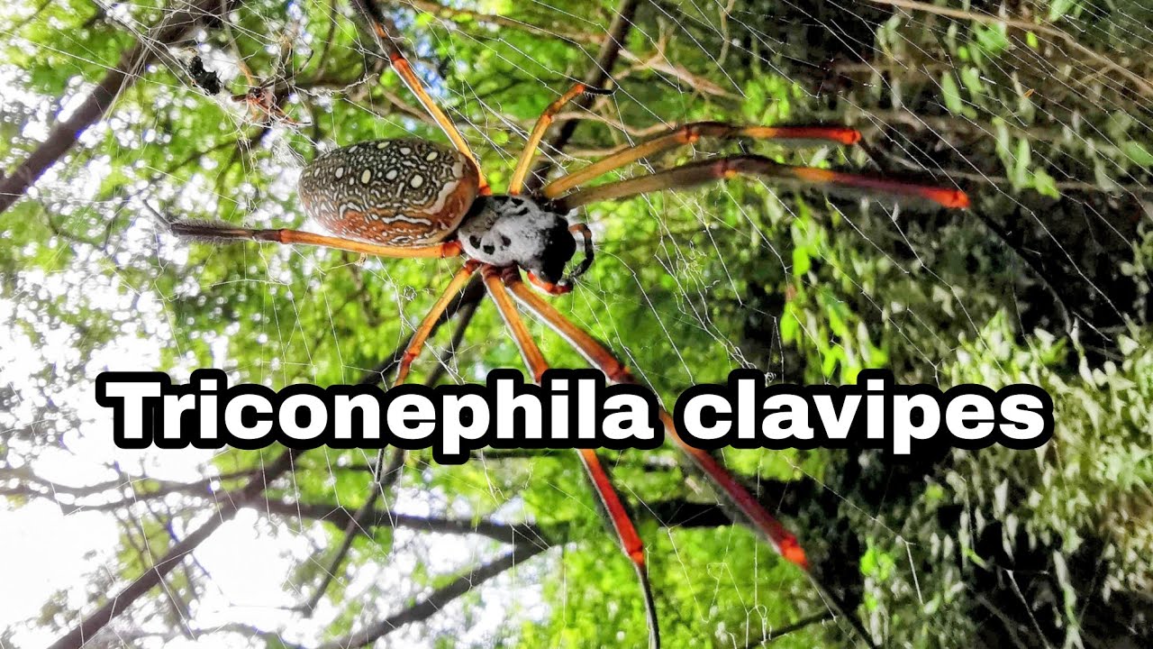 Encuentros Salvajes, Triconephila clavipes. 🕷️❤️ 