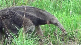 oso palmero tauramena casanare