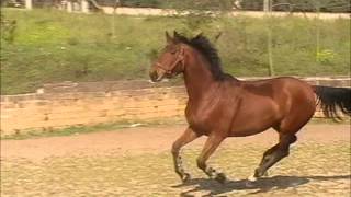 Aiase - Gentiana Del Sole Che Fine Ha Fatto?