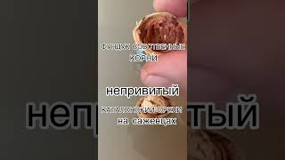 ПОТЕНЦИАЛ  ФУНДУК НЕПРИВИТЫЙ. СОБСТВЕННЫЕ КОРНИ ,ОРЕХИ  на  САЖЕНЦАХ