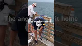 Giant Jack Crevalle Caught on Jacksonville Beach Pier
