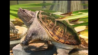 The Florida snapping turtle vs the Alligator snapping turtle