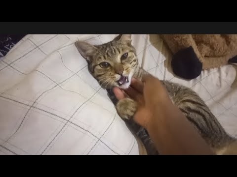 how to calm down a hyper cat - YouTube