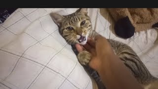 how to calm down a hyper cat
