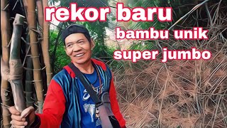 Rekor baru‼️ bambu unik super jumbo#cawoktv