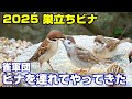 植木鉢でバードバス（野鳥の砂浴び場）巣立ちビナ編7：幼鳥さんいらっしゃい～スズメ
