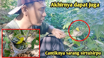 Cantik tapi sulit dicari..!! Begini sarang burung Sirtu/sirpu/cipow di alam liar