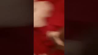 3 Weeks Old Mean Little S. Real Apbt