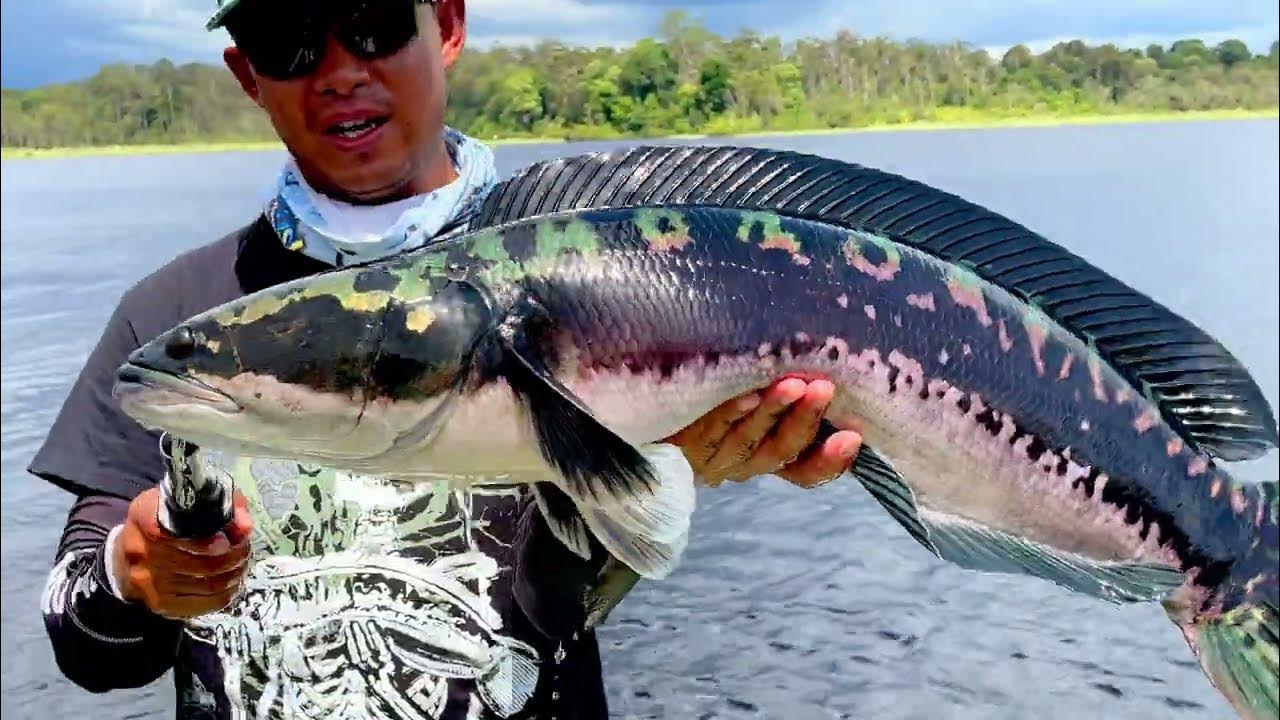 PART 2 NEW RECORD6 MAMA TOMAN GIANT SNAKEHEADS. ANTARES DCBRUNEI