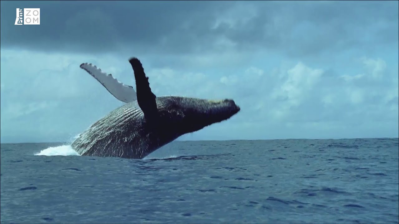 Prima ZOOM - Podmořské království 4 - keporkak