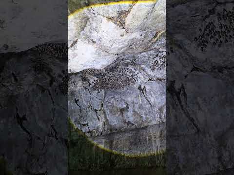 لانه خفاش واقعیت بود یا دورغ خفاش یه پستانداره نه پرنده معمولی