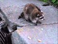 Feeding a mother and baby raccoons at the park.